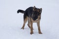 German shepherd dog puppy is standing on white snow in the winter park. Four month old. Pet animals. Royalty Free Stock Photo