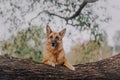 German shepherd dog put his paws on the tree