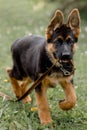 The German Shepherd dog is ready for a walk with a leash in his mouth on a beautifully summer morning.