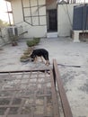 German Shepherd dog relaxing on the roof