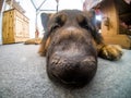 German shepherd dog resting, Cortina D`Ampezzo, Italy Royalty Free Stock Photo