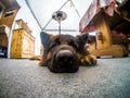 German shepherd dog resting, Cortina D`Ampezzo, Italy Royalty Free Stock Photo
