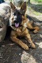 German Shepherd dog resting