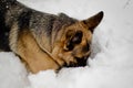 German shepherd dog rummages in white snow, winter day in the forest Royalty Free Stock Photo