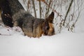 German shepherd dog rummages in white snow, winter day in the forest Royalty Free Stock Photo