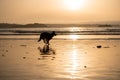 German shepherd dog running free off the leash on a friendly-dog beach at sunset Royalty Free Stock Photo