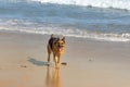 German Shepherd dog running and having fun at the beach, Cape Town Royalty Free Stock Photo