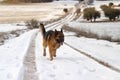 German shepherd dog runnig on a path with snow