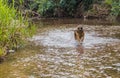 German shepherd dog while running in a river Royalty Free Stock Photo