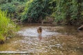 German shepherd dog while running in a river Royalty Free Stock Photo