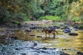 German shepherd dog while running in a river Royalty Free Stock Photo