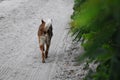 German shepherd dog running on the sand in the park