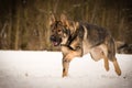 German Shepherd Dog is running in snow. Royalty Free Stock Photo