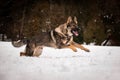 German Shepherd Dog is running in snow. Royalty Free Stock Photo