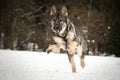 German Shepherd Dog is running in snow. Royalty Free Stock Photo