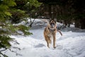 German Shepherd Dog running with stick in mouth down snow covered forest path Royalty Free Stock Photo