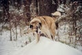 German Shepherd Dog running with stick in mouth down snow covered trail in woods