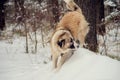 German Shepherd Dog running with stick in mouth down snow covered trail in woods Royalty Free Stock Photo