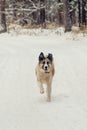 German Shepherd Dog running with stick in mouth down snow covered trail in woods