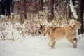 German Shepherd Dog running with stick in mouth down snow covered trail in woods