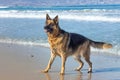 German Shepherd dog running, swimming and having fun at the beach, Cape Town Royalty Free Stock Photo