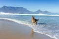 German Shepherd dog running, swimming and having fun at the beach, Cape Town Royalty Free Stock Photo