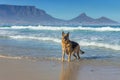 German Shepherd dog running, swimming and having fun at the beach, Cape Town Royalty Free Stock Photo