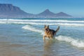 German Shepherd dog running, swimming and having fun at the beach, Cape Town Royalty Free Stock Photo