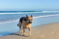 German Shepherd dog running, swimming and having fun at the beach, Cape Town Royalty Free Stock Photo