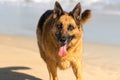 German Shepherd dog running, swimming and having fun at the beach, Cape Town Royalty Free Stock Photo