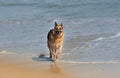 German Shepherd dog running, swimming and having fun at the beach, Cape Town Royalty Free Stock Photo