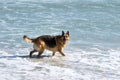 German Shepherd dog running, swimming and having fun at the beach, Cape Town Royalty Free Stock Photo