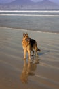 German Shepherd dog running, swimming and having fun at the beach, Cape Town Royalty Free Stock Photo