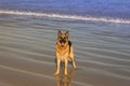 German Shepherd dog running, swimming and having fun at the beach, Cape Town Royalty Free Stock Photo