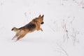 German Shepherd Dog runs For the Toy Royalty Free Stock Photo