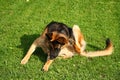 German shepherd dog scratching, on grass in background Royalty Free Stock Photo