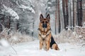 A German Shepherd dog is seated in the snow, A regal german shepherd standing guard in a snowy forest Royalty Free Stock Photo