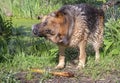 German shepherd dog shakes off water Royalty Free Stock Photo