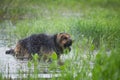 German shepherd dog shaking off water in lake Royalty Free Stock Photo