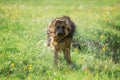 German shepherd dog shaking off water Royalty Free Stock Photo