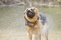 German Shepherd dog shaking off Royalty Free Stock Photo