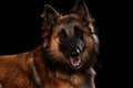 Dogs shot in Studio on black and natural backgrounds. Posing and Royalty Free Stock Photo