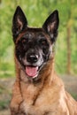 Dogs shot in Studio on black and natural backgrounds. Posing and Royalty Free Stock Photo