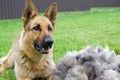 A German Shepherd Dog Sits On A Green Lawn Near A Large Pile Of Fur After Grooming. Seasonal Molting Dogs. Portrait Of A Dog After