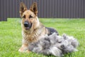 A German Shepherd Dog Sits On A Green Lawn Near A Large Pile Of Fur After Grooming. Seasonal Molting Dogs. Portrait Of A Dog After