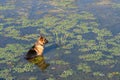 German shepherd dog sits in water of lake and waits owner.