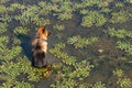 German shepherd dog sits in water of lake among the water chestnut and waits owner