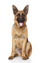 German Shepherd dog Royalty Free Stock Photo