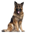 German Shepherd Dog, sitting