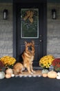 German Shepherd Dog Sitting on Front Porch Decorated for Thanksgiving Day Royalty Free Stock Photo